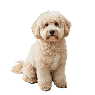 Pet Dog