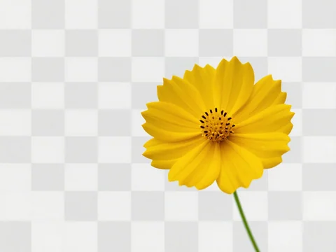 A flower placed over a checkerboard that represents transparent areas.