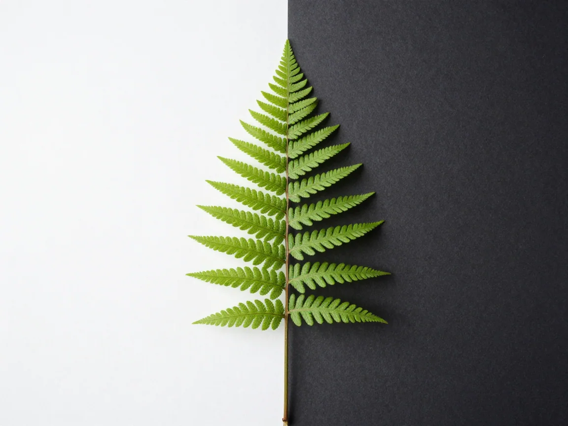 A fern edge viewed against dark and light backgrounds.